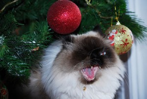 Guilty Faces Of Cats In Christmas Trees (19)