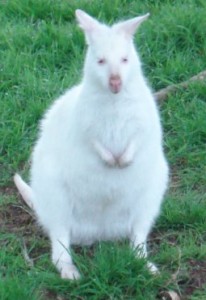 whipsnade_wallaby