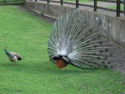 peacocks